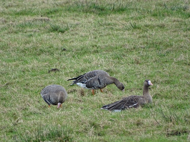 还因持球过 还因持球过