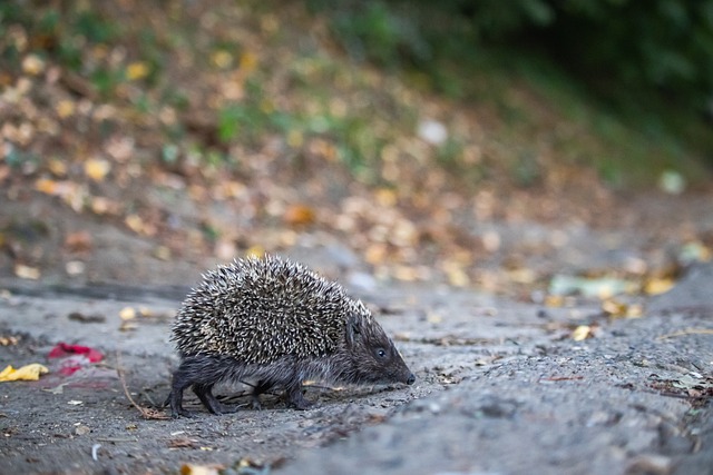 小番茄种植 小番茄种植